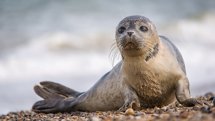 foca, cría de foca, foca de puerto, mamífero, vida silvestre, mamífero marino, bigotes, ternura, lindo, Fondo de pantalla HD