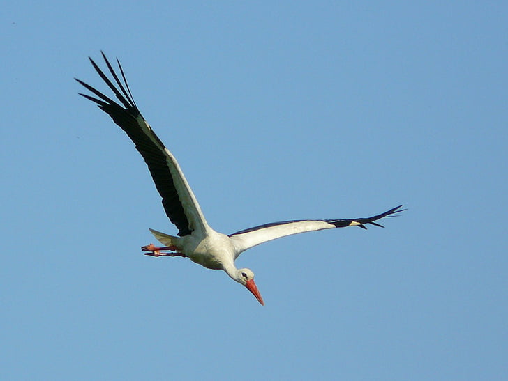 Birds, White stork, Bird, HD wallpaper