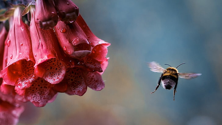yellow and black bumble bee, bee, flower, flying, bud, bug, HD wallpaper