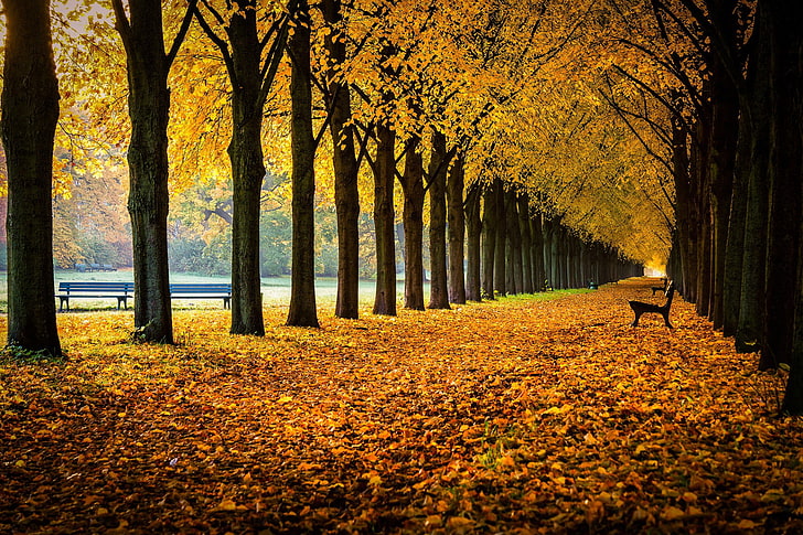 желтые лиственные деревья, природа, скамейка, осень, HD обои