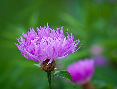 purpurowy kwiat ostu, różowy, punk, fioletowy, oset, kwiat, botanisk hage, ścieśniać, zielony, makro, oslo, ogród botaniczny, natura, roślina, płatek, kwiat, głowa, lato, różowy Kolor, liść, botanika, piękno w naturze , zbliżenie, Tapety HD HD wallpaper