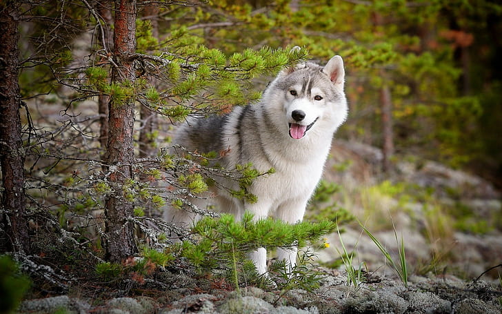 perro, husky siberiano, Fondo de pantalla HD