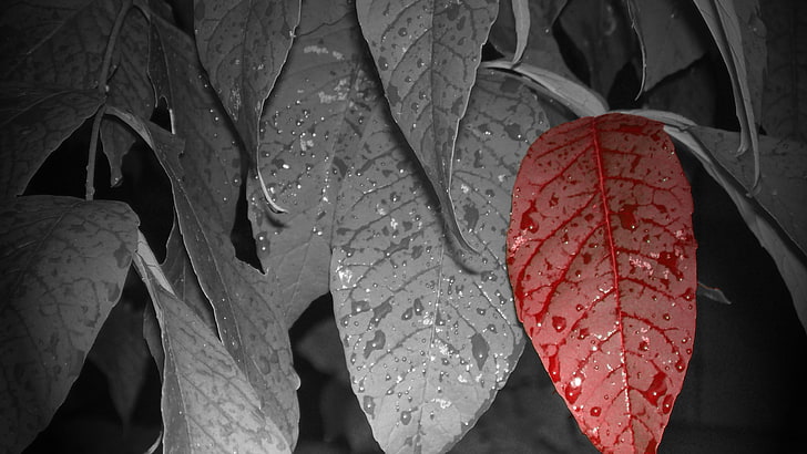 hojas, flores, hojas, colorante selectivo, gotas de agua, rojo, Fondo de pantalla HD
