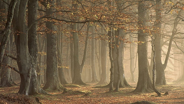 ***森の霧***、ナチュラ、mgla、drzewa、自然と風景、 HDデスクトップの壁紙