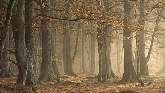 *** Мъгла в гората ***, natura, mgla, drzewa, природа и пейзажи, HD тапет HD wallpaper