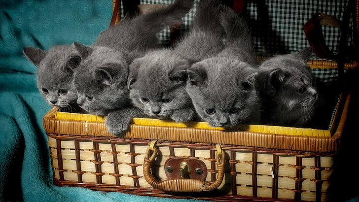 Five Russian blue kittens on basket, British cat, kitten, cute animals, HD  wallpaper | Wallpaperbetter