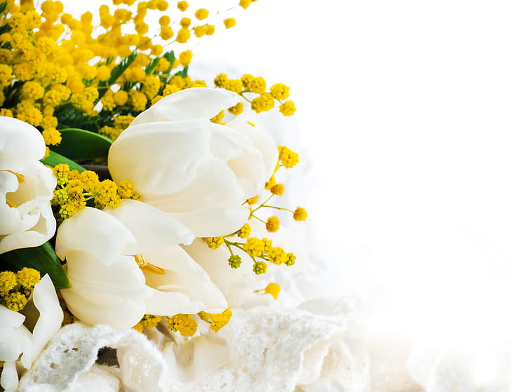 bouquet, yellow, tulips, white background, white, closeup, Mimosa, HD wallpaper