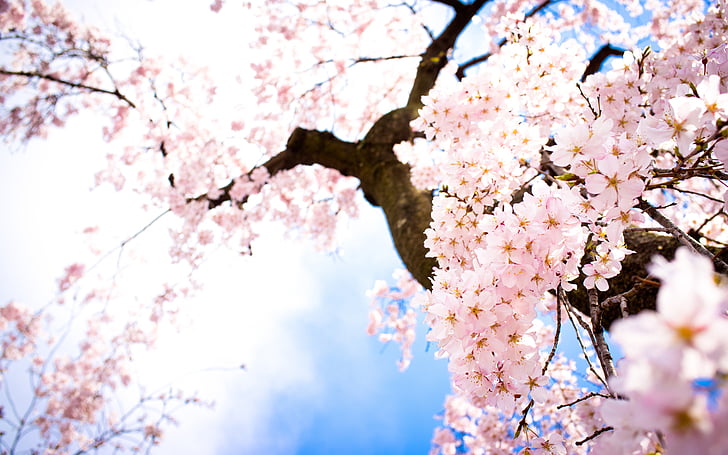 Flores, cerezo, rosa, cielos, luz solar, árbol, árboles, yoshino, Fondo de  pantalla HD | Wallpaperbetter