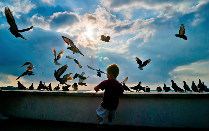 boy's red t-shirt, child, pigeons, birds, flying, hobby, HD wallpaper