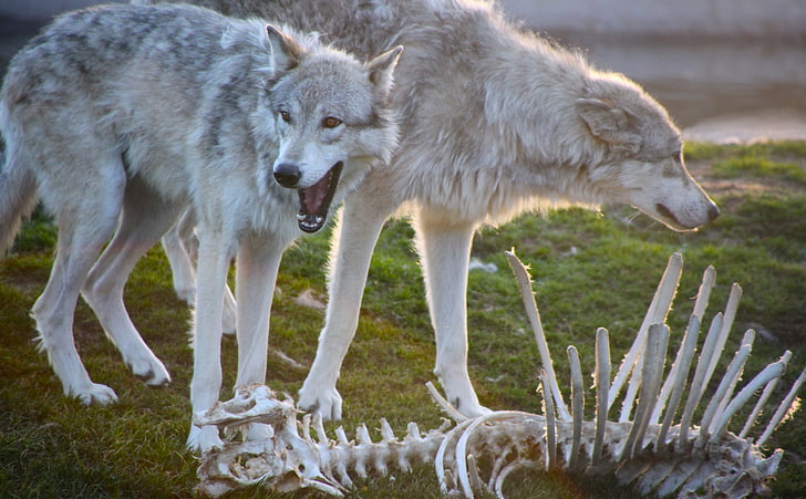 Wolves, Animals, Wild, wolves, wolf, wild dogs, wild animals, HD wallpaper