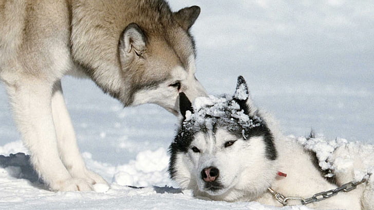 Puis-je aider?, Charmant, amical, chiens, husky sibérien, beau, malamute d'Alaska, husky, malamute, neige, hiver, Fond d'écran HD
