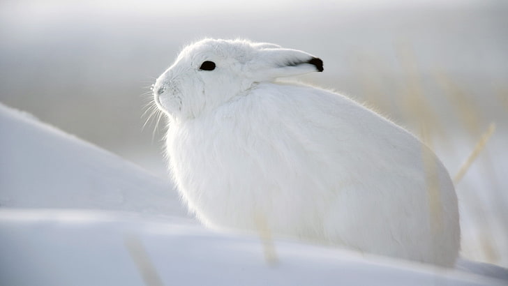 white and black rabbit, winter, white, snow, hare, Whitey, HD wallpaper