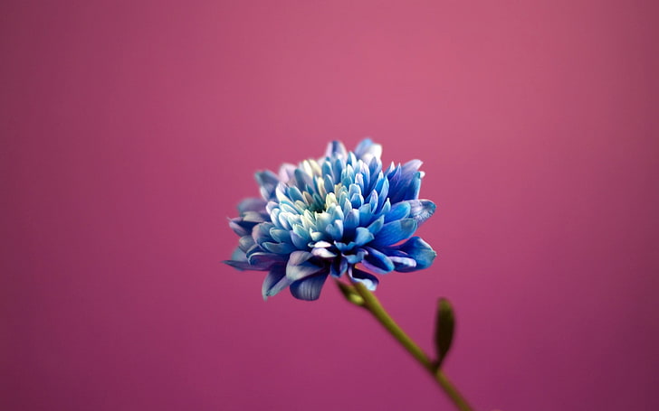 blaue Blütenblattblume, Blumen, rosa Hintergrund, blaue Blumen, HD-Hintergrundbild