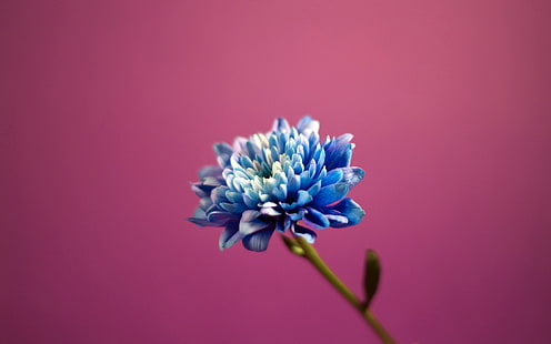 niebieski płatek kwiat, kwiaty, różowe tło, niebieskie kwiaty, Tapety HD HD wallpaper