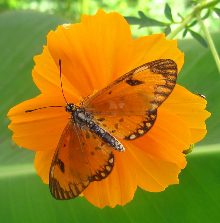 orange and black Fritillary butterfly on orange flower, orange, butterfly, orange, butterfly, black, Fritillary, orange flower, Hyalites eponina, Dancing, Nymphalidae, butterflies, Lepidoptera, Chimoio, Mozambique, taxonomy, binomial, Bidens, Asteraceae, insect, Moçambique, butterfly - Insect, nature, animal Wing, animal, summer, yellow, beauty In Nature, multi Colored, close-up, green Color, macro, orange Color, wildlife, HD wallpaper