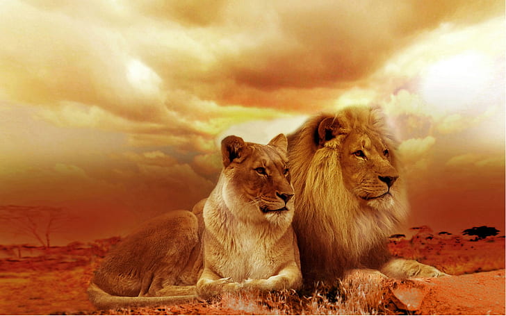 African Lions Couple Hd Wallpapers For Mobile Phones And Laptops, HD wallpaper