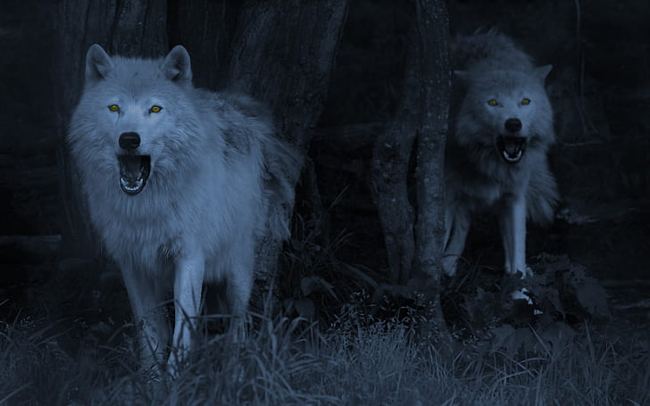 Serigala HD, binatang, serigala, Wallpaper HD