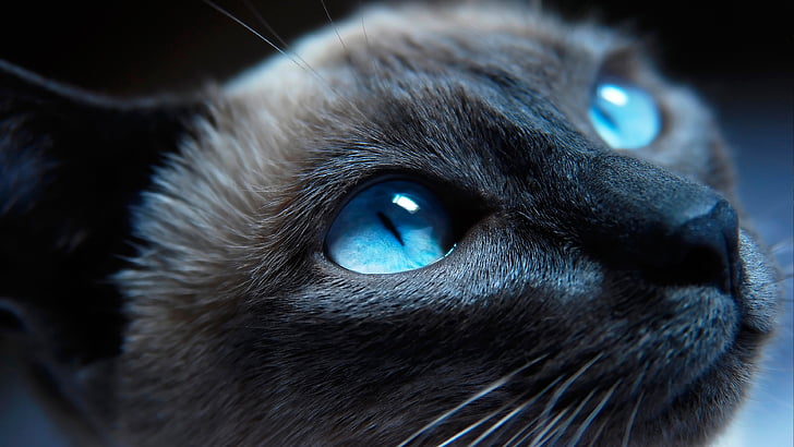 파란 눈, 고양이, 끔찍한, 쿨, 눈, 귀여운, 고양이, 코, HD 배경 화면