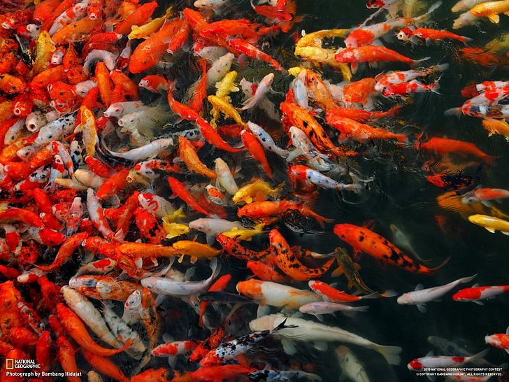 National Geographic, fish, HD wallpaper