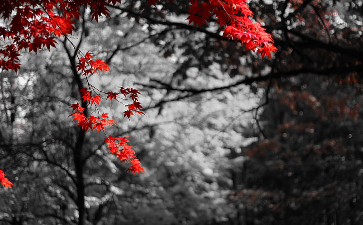 Black and red trees HD wallpapers free download | Wallpaperbetter