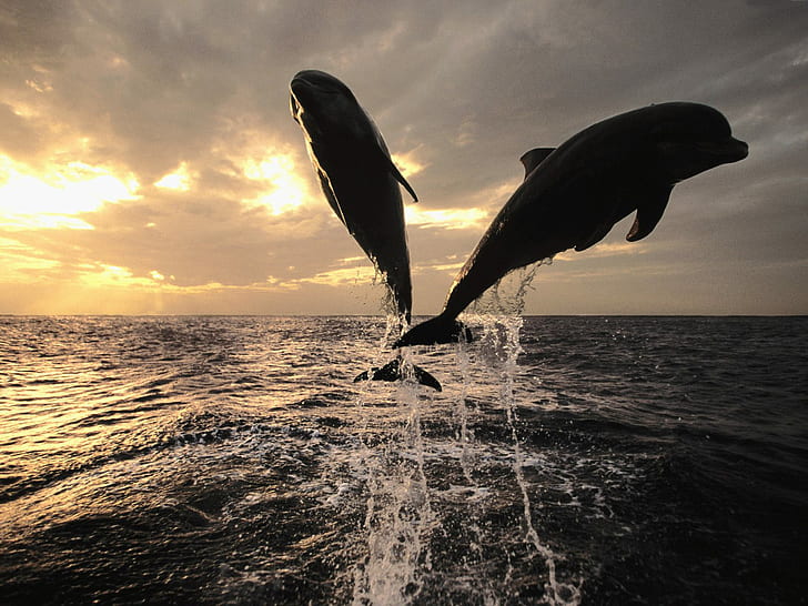 Animal, Dolphin, Jumping, Fish, Sunshine, Sea, animal, dolphin, jumping, fish, sunshine, sea, HD wallpaper