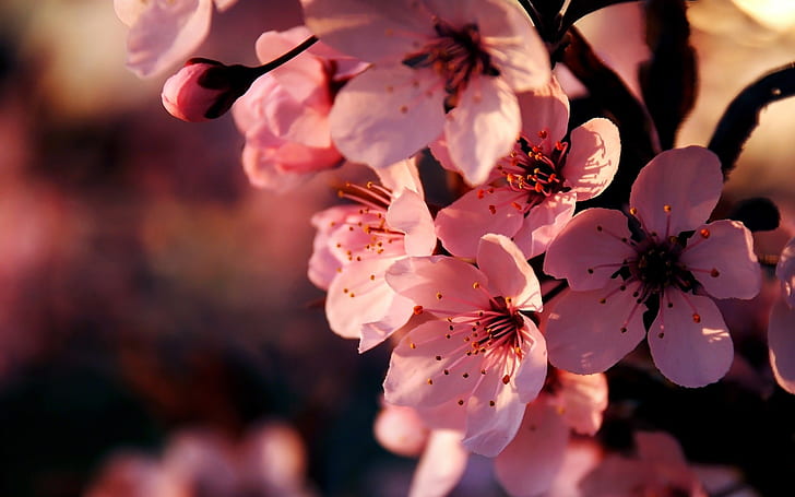 цветя розова дълбочина на рязкост 1920x1200 Природа Цветя HD Art, Цветя, РОЗОВ, HD тапет