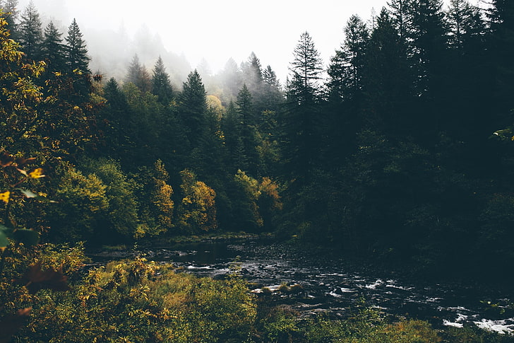 Landschaft, Fluss, Wald, Bäume, HD-Hintergrundbild