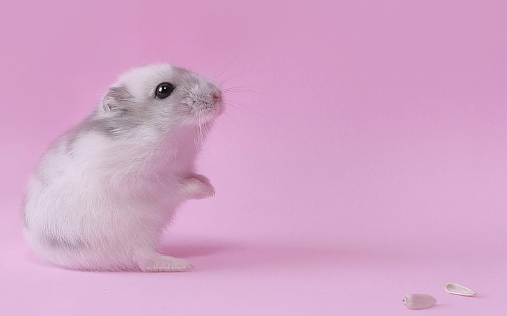 hewan pengerat putih dan abu-abu, merah muda, binatang, Wallpaper HD