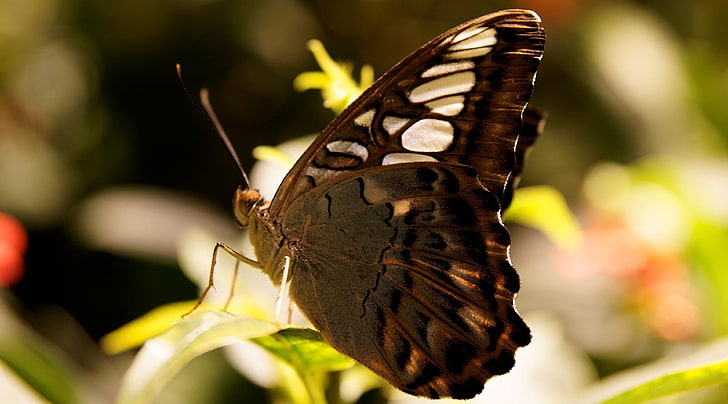 Dark Butterfly Macro, brown and white butterfly, Animals, Insects, Dark, Butterfly, Macro, HD wallpaper
