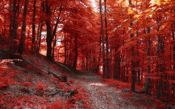 red leafed tree, maple leaf trees, nature, landscape, fall, path, forest, hills, trees, red, HD wallpaper