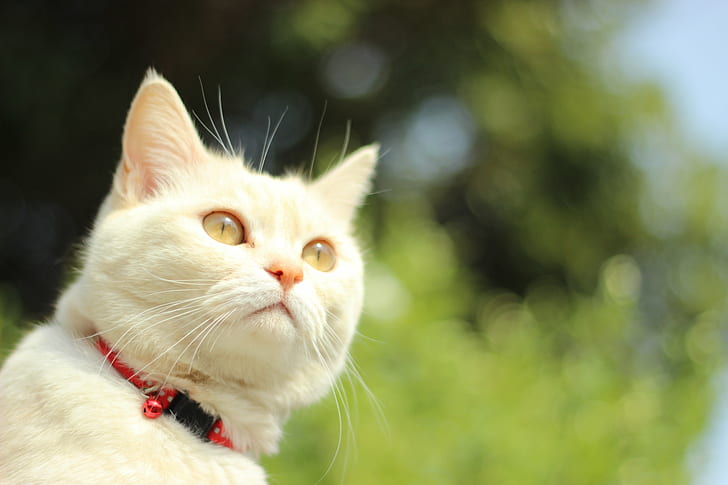 фотография отблизо на бяла котка през деня, котки, котки, котки, пролет, фотография отблизо, бяла котка, през деня, неко, домашни любимци, домашна котка, животно, сладко, домашни животни, котешки, коте, на открито, бозайник, природа, HD тапет