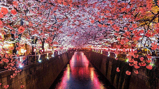 nature, sakura, japan, tunnel, cherry blossom, spring, flower, tree, tokyo, blossom, meguro river, cherry blossom festival, HD wallpaper HD wallpaper