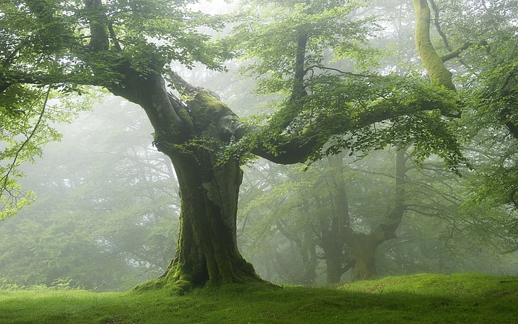 zielone drzewo, przyroda, las, drzewa, zieleń, krajobraz, mgła, Tapety HD