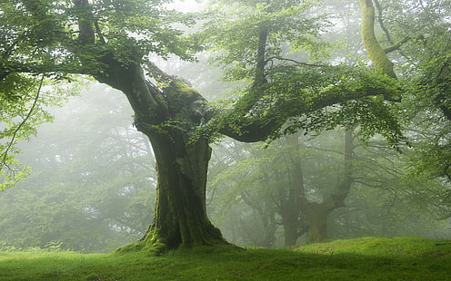 зеленое дерево, природа, лес, деревья, зелень, пейзаж, туман, HD обои HD wallpaper