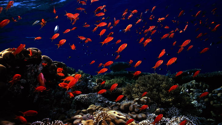 Tiere Fische Ozeane Meere Unterwasser Desktop, rote mittelgroße Fische, Fische, Tiere, Desktop, Ozeane, Meere, Unterwasser, HD-Hintergrundbild