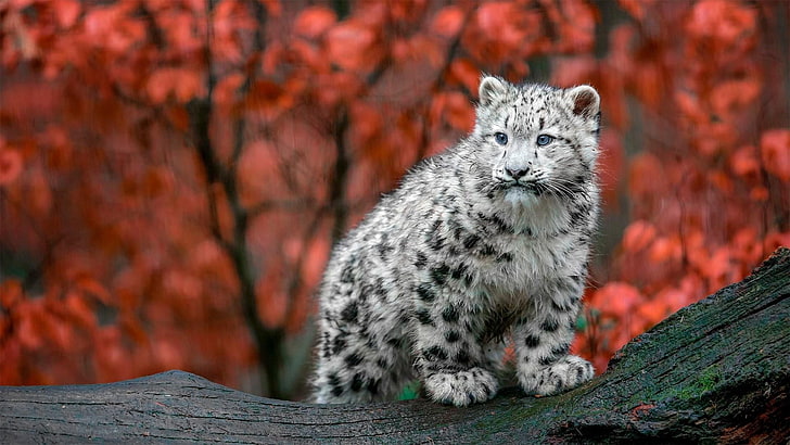 wildlife, mammal, snow leopard, leopard, fauna, whiskers, cub, terrestrial animal, cute, tree, HD wallpaper
