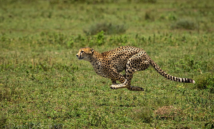 Cheetah berlari, cheetah, Hewan, berlari, berlari, bintik-bintik, Wallpaper HD