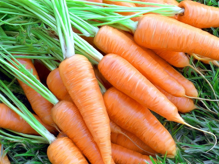 lotto di carote, carote, maturo, erba, Sfondo HD