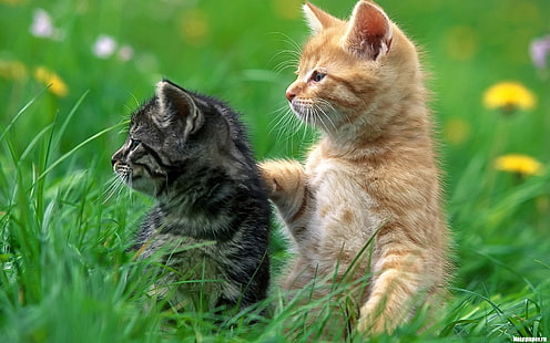 القط والعشب والقطط، خلفية HD HD wallpaper