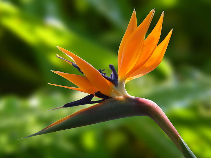 bird of paradise flower, bloom, blossom, close up, flora, flower, macro, nature, plant, strelicia, strelitzia, HD wallpaper