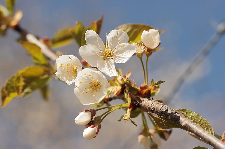 fioritura delle mele, fioritura, fioritura, albero da frutto, natura, primavera, bianco, Sfondo HD