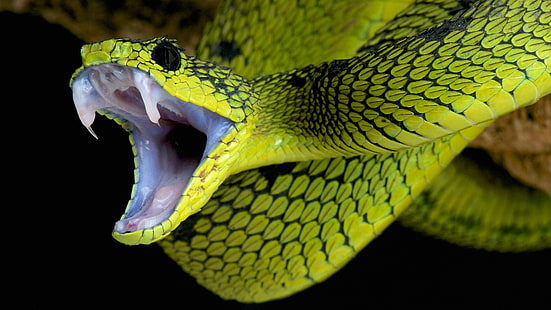 naturaleza, animales, serpiente, fondo negro, piel, colmillos, reptiles, verde, Fondo de pantalla HD HD wallpaper