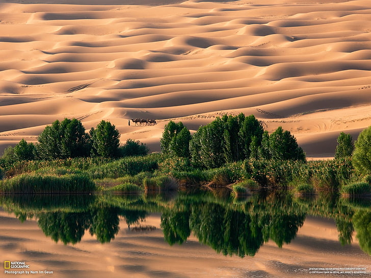 lake surrounded with trees, desert, National Geographic, camels, dune, reflection, trees, oases, HD wallpaper