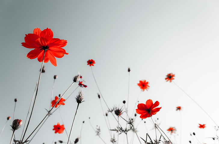 Flores rojas del cosmos, blanco, flores, rojo, fondo, pantalla panorámica,  Fondo de pantalla HD | Wallpaperbetter