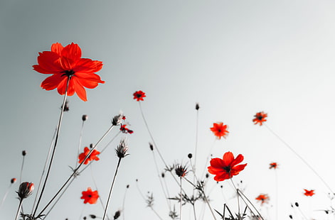 red cosmos flowers, white, flowers, red, background, widescreen, Wallpaper, black, full screen, HD wallpapers, fullscreen, HD wallpaper HD wallpaper