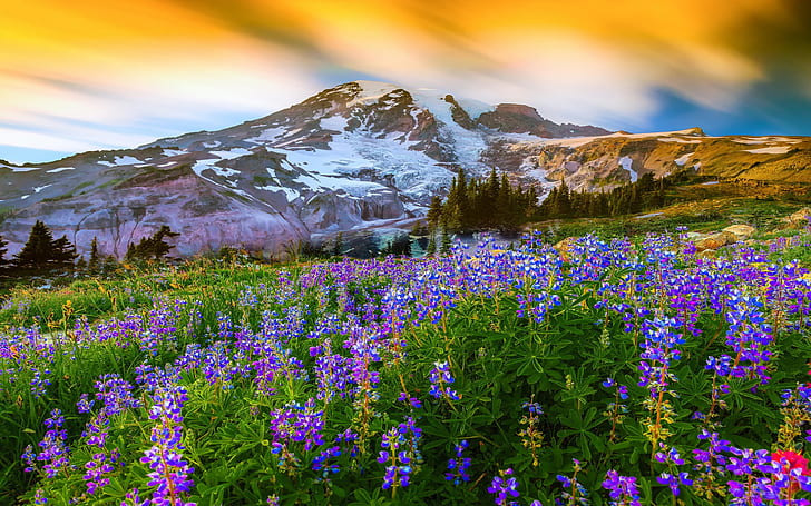 مناظر طبيعية جميلة في الربيع ، زهور ، جبل ، ثلج ، جنة جبلية على الأرض ، جبل رينييه ناشونال بارك ، الولايات المتحدة ، ورق جدران لسطح المكتب HD 1920 × 1200، خلفية HD