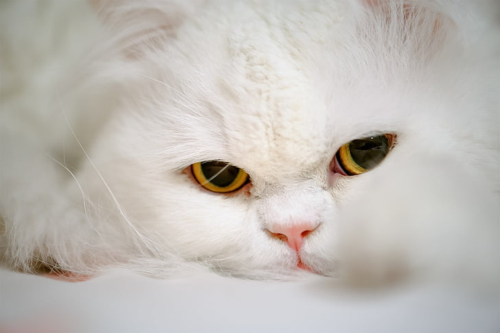 бяла персийска котка, възрастна бяла котка, животни, бозайници, котешки, котка, HD тапет