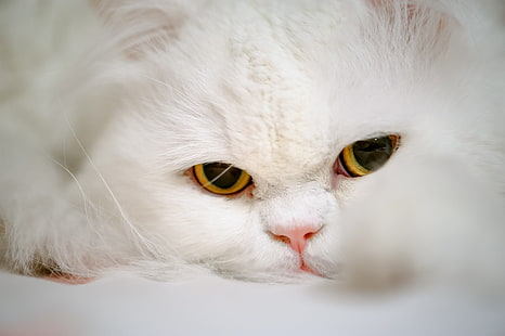 белый персидский кот, взрослый белый кот, животные, млекопитающие, кошачий, кот, HD обои HD wallpaper