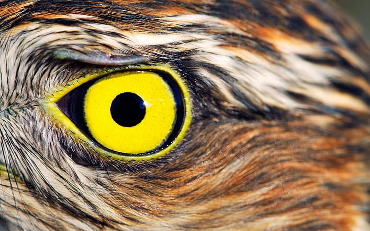 sowa, oczy, żółte oczy, ptaki, zbliżenie, zwierzęta, Tapety HD