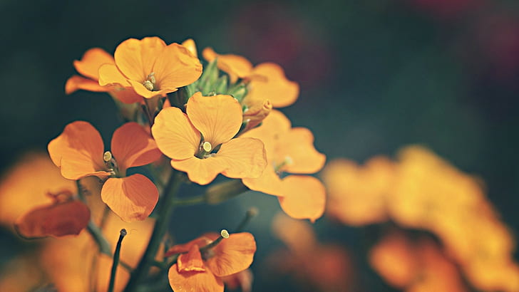 بتلات الزهور البرتقالية والزهور والنباتات، خلفية HD